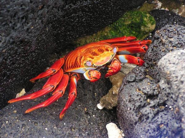 Funny Red Crab! lots of them!