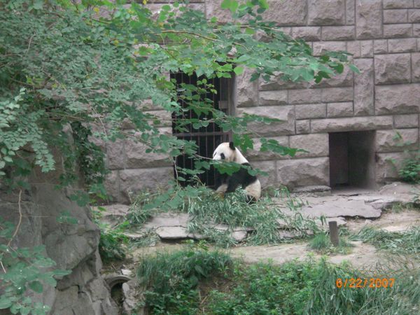 Panda Bear in the Beijing Zoo (2 of 4)
