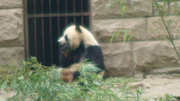 Panda Bear in the Beijing Zoo (3 of 4)