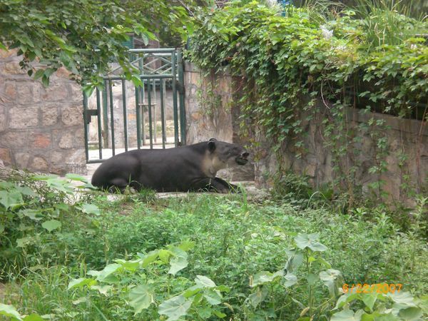 A tapir.