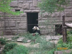 Panda Bear in the Beijing Zoo (1 of 4)