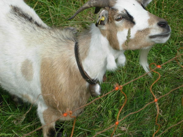 Swiss Goat