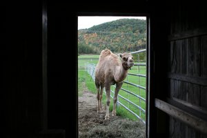 We found a camel in Vermont!