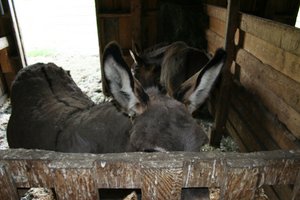 Donkeys!!