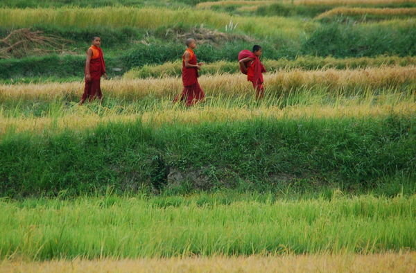 monks among rice paddies