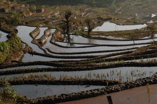 watered rice paddies