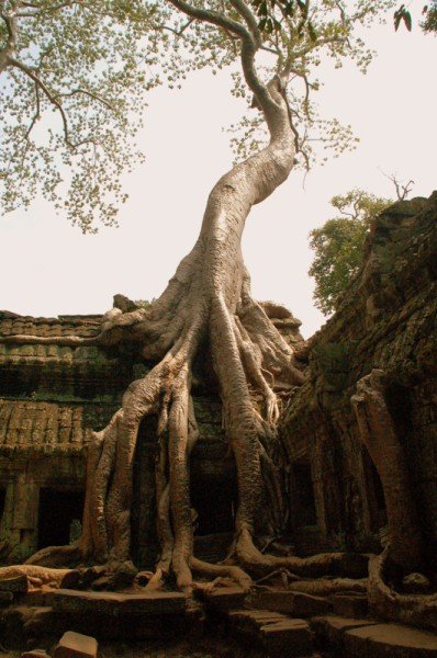 famous tomb raider tree at Ta Prohm