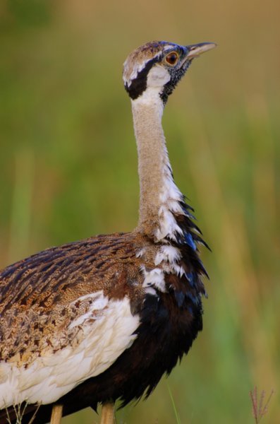 black-bellied khoran