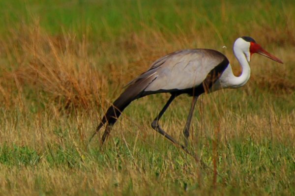 wattled crane