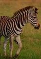 burchells zebra