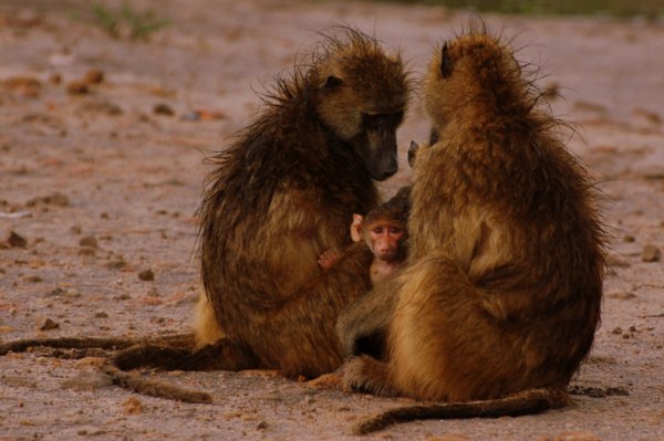 baboons after the rain
