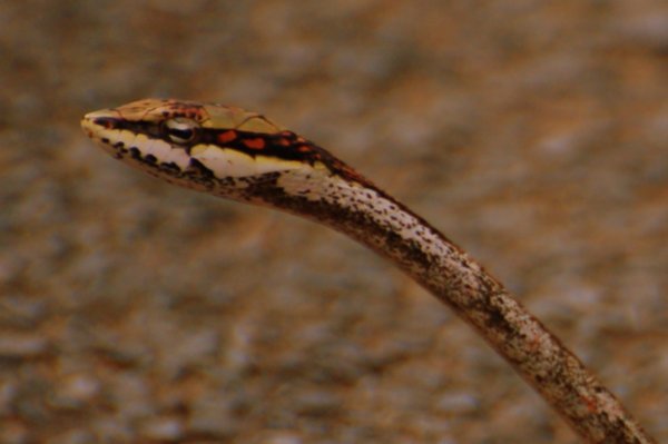 twig snake