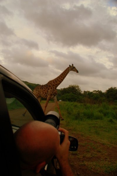 giraffe in front of the car