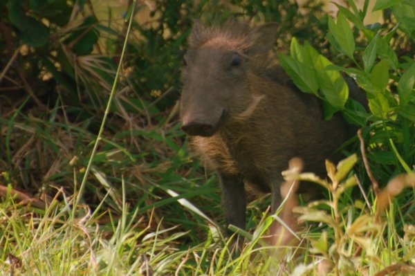 baby warthog