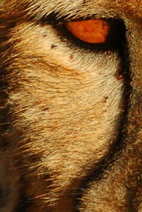 the eye of a cheetah