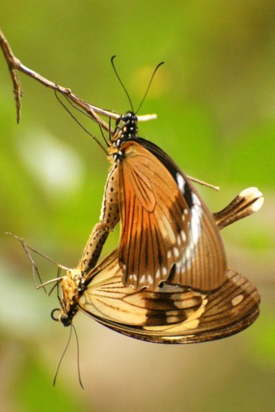 butterflies mating