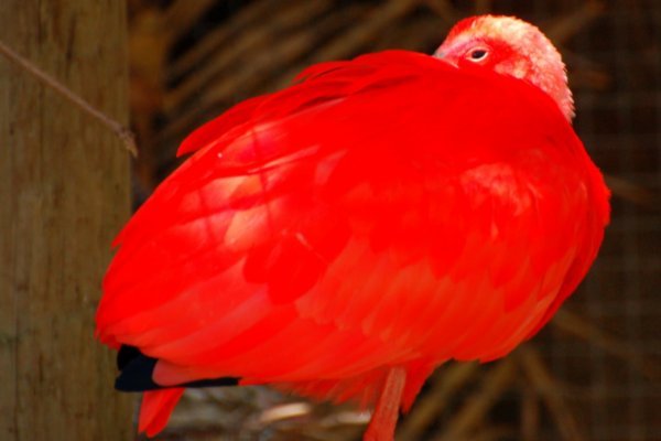 world of birds - red