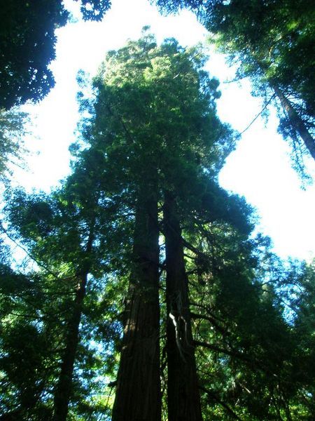 Tall Timber