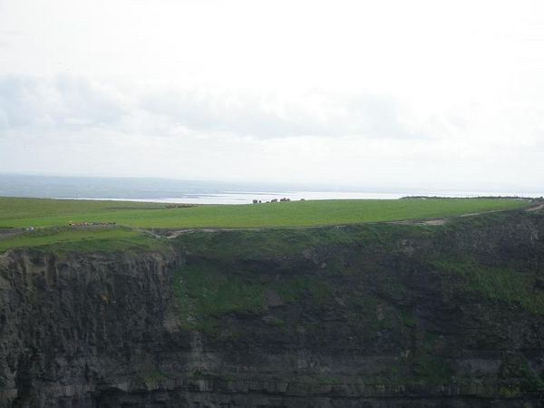 Cows of Moher