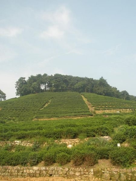 Tea Fields