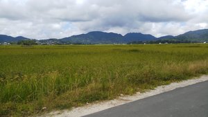 Paddy Fields on both sides of the road to Apatani Tribal Village