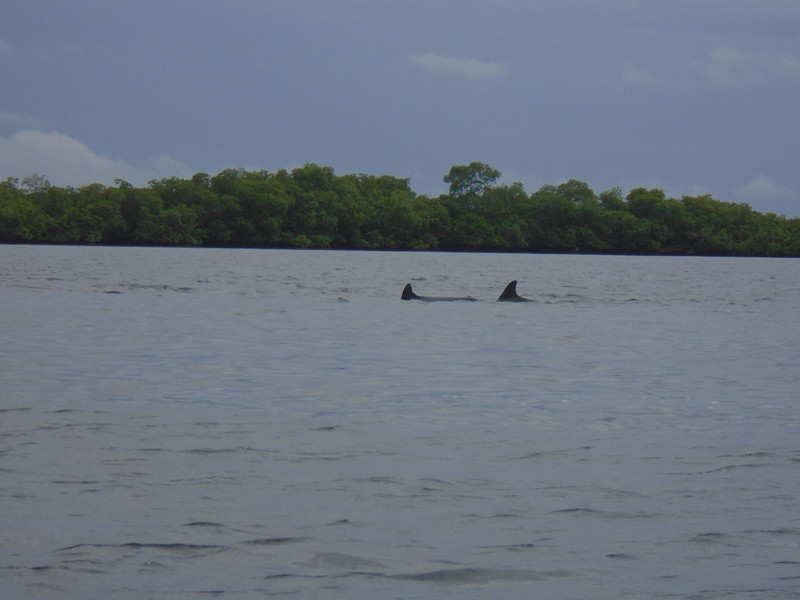 Dolphins at Bahia de los Delfines in Bocas del Toro