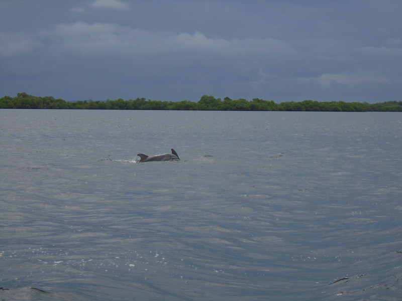 Dolphins at Bahia de los Delfines in Bocas del Toro