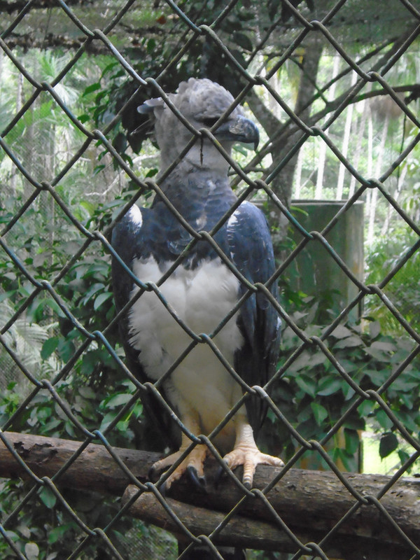 The "águila harpía" (harpy eagle) is Panama's national bird (@Parque Municipal Summit)
