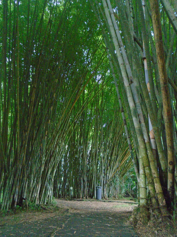 Parque Municipal Summit "Bamboo passage" 