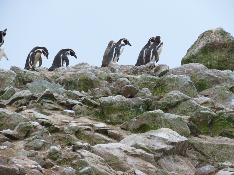 Penguins at Ballestas islands