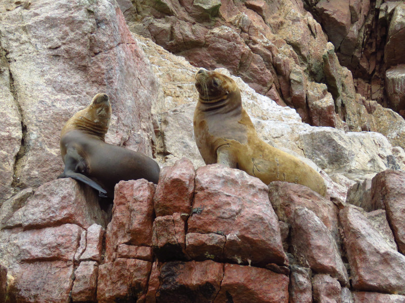 seals at Ballestas islands