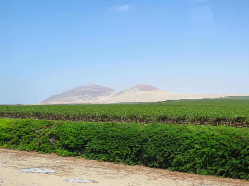 Passing vineyards between Ica and Lima