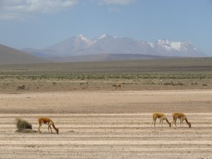 Vicuñas in the landscape