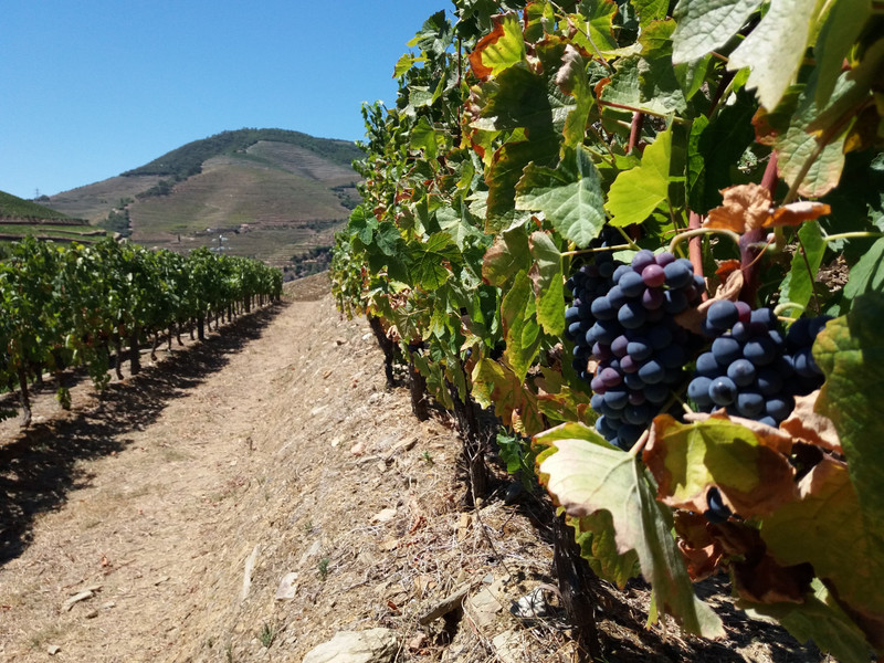 Vineyard in Pinhão