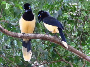 Birds at Iguazú Falls