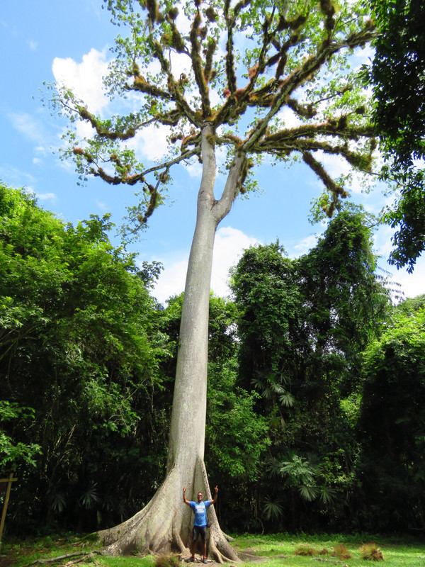 Huge tree at Ruins of Tikal
