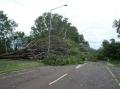 cyclone Helen in Darwin - Tree down 