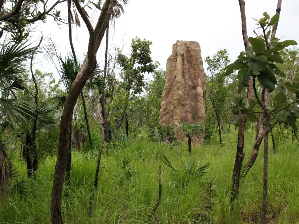 Termite mound @ Lichtfield N.P