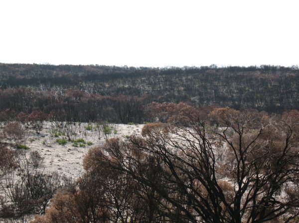 tracks of the December bush fires on Kangaroo Island