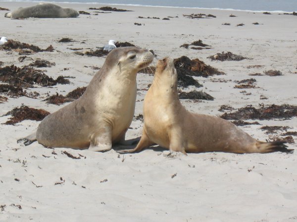 sea lions on the beach at Seal Bay, Kangaroo Island