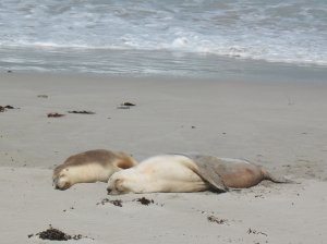 sea lions on the beach at Seal Bay, Kangaroo Island