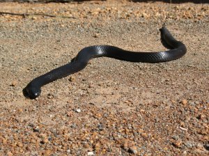 poisonous Tiger snake, Kangaroo Island
