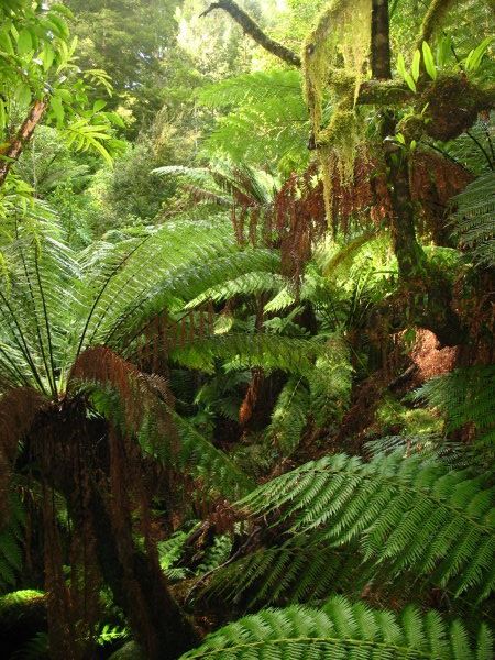 old temperate rainforest in Otway National Park