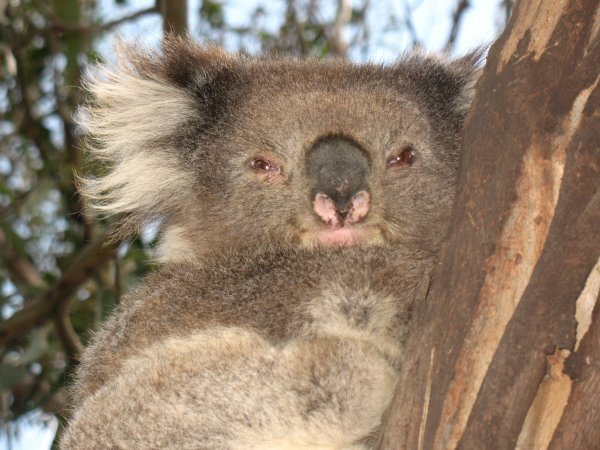 a koala along the Great Ocean Road