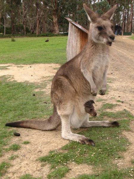 A kangaroo and her baby in the belly