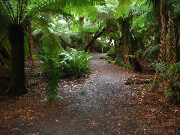 temperate rainforest in west Tasmania