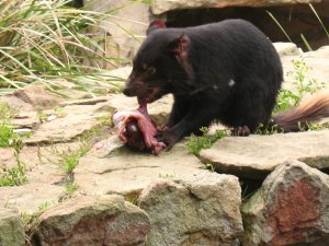 Tasmanian devil eating meat