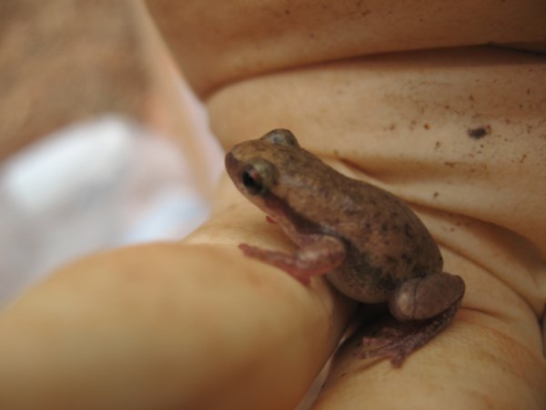 one of the many frogs that jump out of the wells when we open them