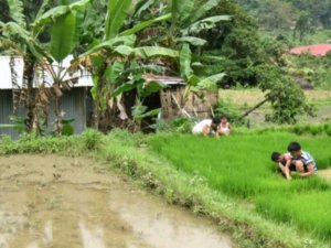 family on their ricefield in Asin area, outside Baguio