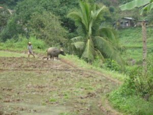 traditional agriculture in Asin area, outside Baguio